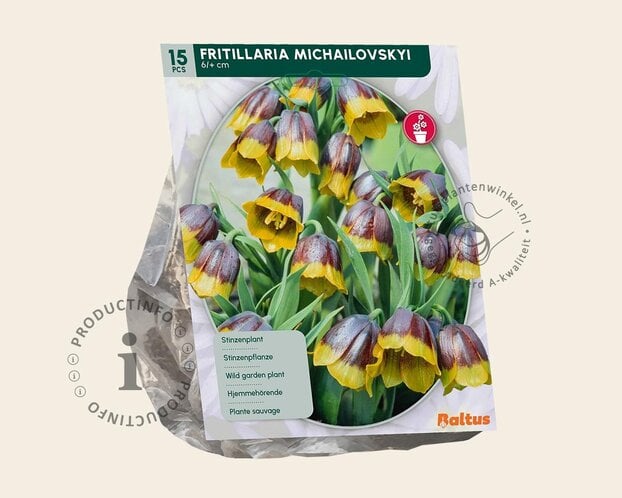Fritillaria michailovskyi