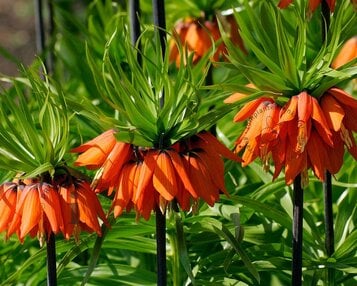Fritillaria imperialis 'Rubra' image