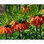 Fritillaria imperialis 'Rubra'