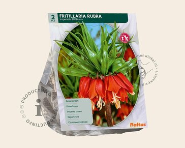 Fritillaria imperialis 'Rubra'