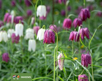 Fritillaria meleagris Mix image