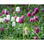 Fritillaria meleagris Mix