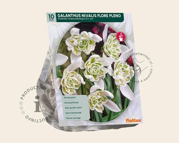 Galanthus nivalis 'Flore Pleno'