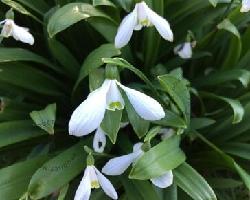 Galanthus woronowii