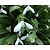 Galanthus woronowii