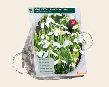 Galanthus woronowii