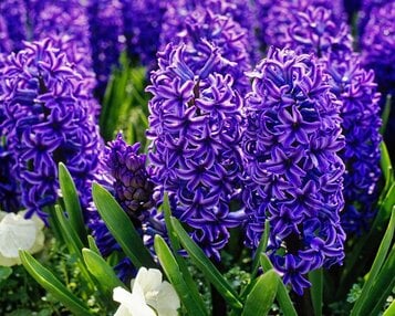 Hyacinthus 'Blue Jacket' image