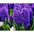 Hyacinthus 'Blue Jacket'