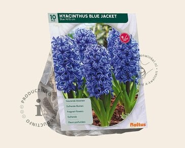 Hyacinthus 'Blue Jacket'