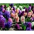Hyacinthus Mix