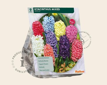 Hyacinthus Mix