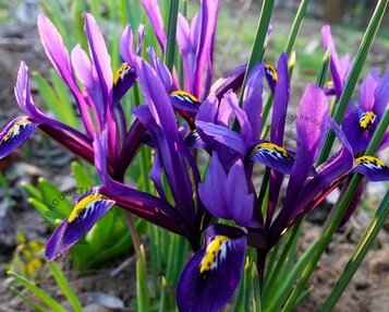 Iris reticulata Blauw image