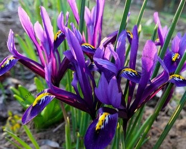 Iris reticulata Blauw