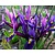 Iris reticulata Blauw
