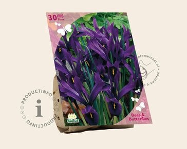 Iris reticulata Blauw