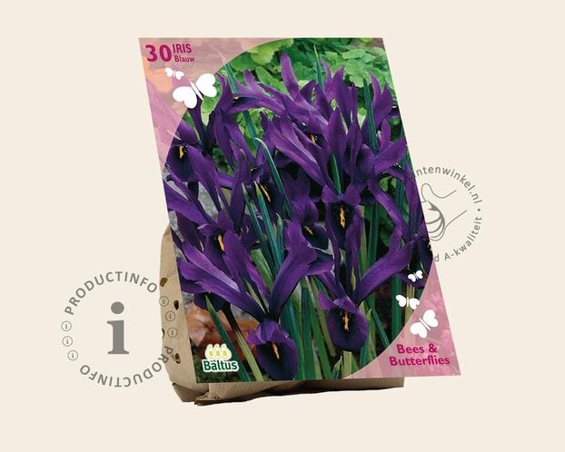 Iris reticulata Blauw