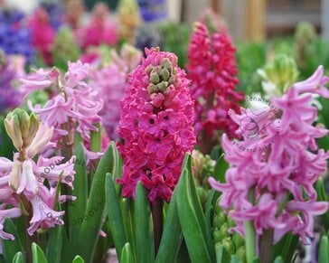 Hyacinthus Pink Mix