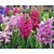 Hyacinthus Pink Mix