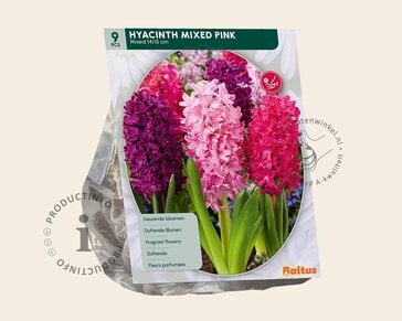 Hyacinthus Pink Mix