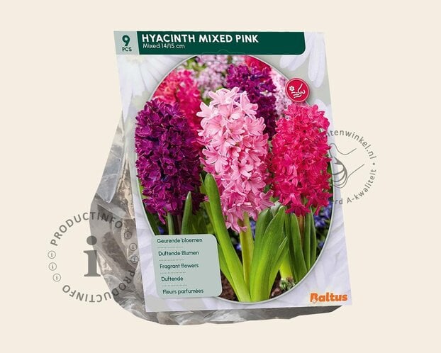 Hyacinthus Pink Mix