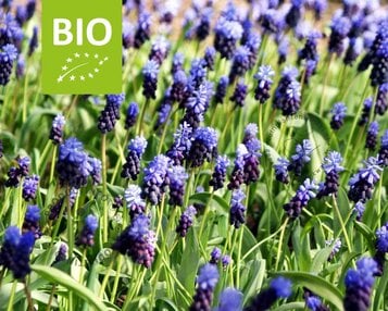 Muscari latifolium - BIO image