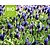 Muscari latifolium - BIO