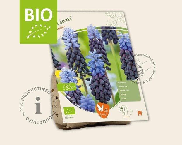 Muscari latifolium - BIO