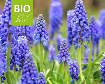Muscari armeniacum - BIO image