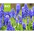 Muscari armeniacum - BIO
