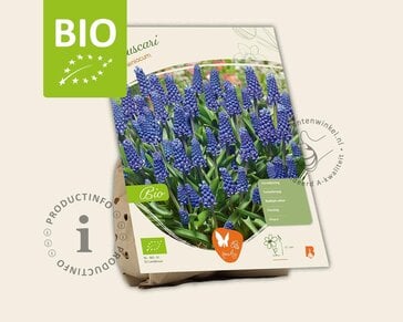 Muscari armeniacum - BIO