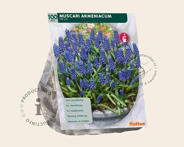 Muscari armeniacum