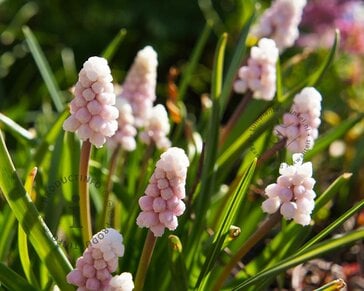Muscari 'Pink Sunrise'