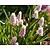Muscari 'Pink Sunrise'