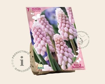 Muscari 'Pink Sunrise'