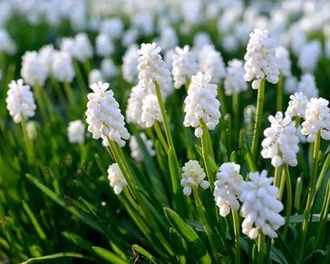 Muscari botryoides 'Album'