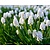 Muscari botryoides 'Album'