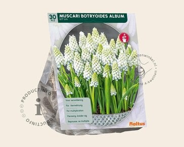 Muscari botryoides 'Album'