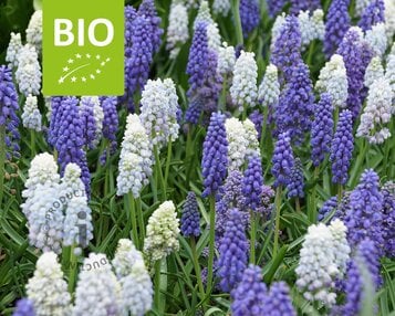 Muscari Mix - BIO image