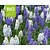 Muscari Mix - BIO