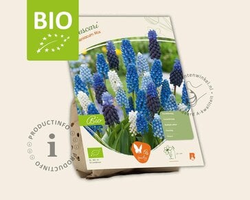 Muscari Mix - BIO