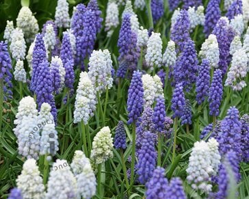 Muscari Mix
