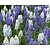 Muscari Mix