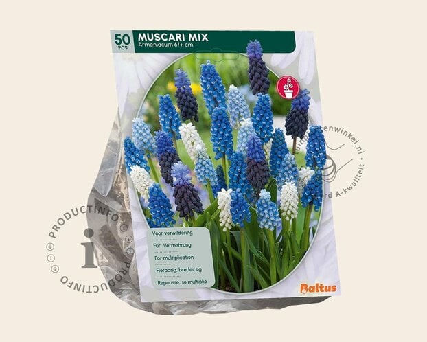 Muscari Mix