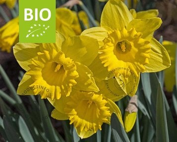 Narcissus 'Dutch Master' - BIO image