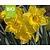 Narcissus 'Dutch Master' - BIO