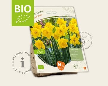 Narcissus 'Dutch Master' - BIO