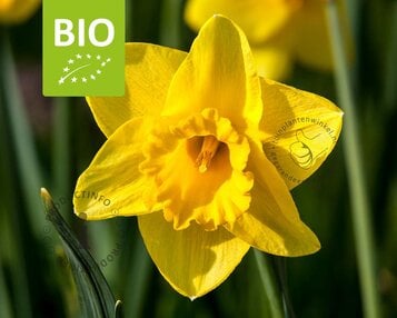 Narcissus 'Carlton' - BIO image