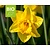 Narcissus 'Carlton' - BIO
