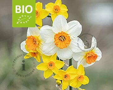 Narcissus Mini Mix - BIO