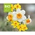 Narcissus Mini Mix - BIO